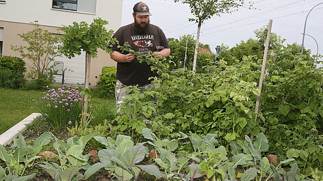 Mann pflegt Gemüsebeet im Garten